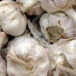 Knoblauch: Krankheiten, Schädlinge erkennen & bekämpfen