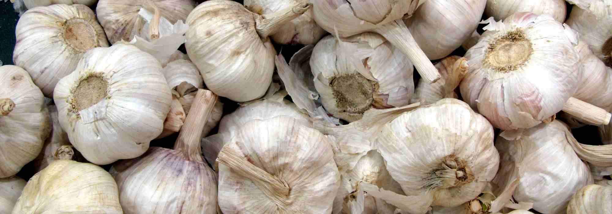 Knoblauch: Krankheiten, Schädlinge erkennen & bekämpfen