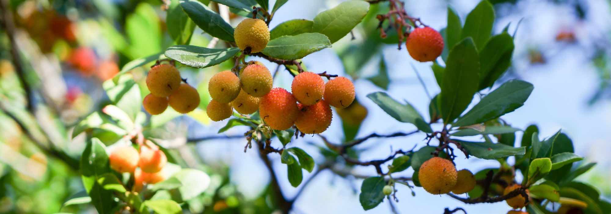 Westlichen Erdbeerbaum schützen und überwintern