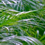 Areca-Palme: Areca richtig kultivieren?