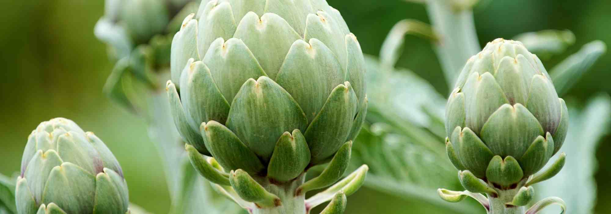 Artischocke: Krankheiten, Parasiten erkennen, behandeln