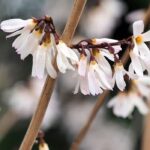 Schneeforsythie kombinieren