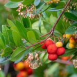 Westlicher Erdbeerbaum: ideale Sorte wählen?