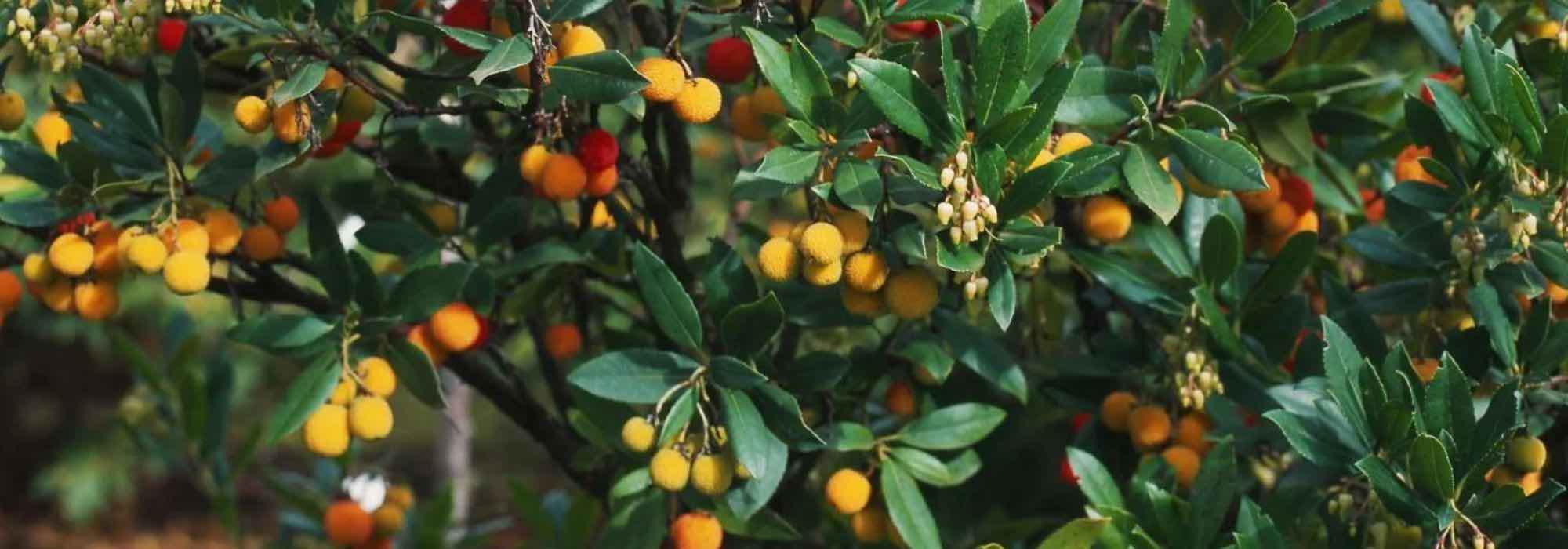 Westlichen Erdbeerbaum im Topf kultivieren