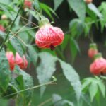 Abutilon schneiden?