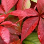 Jungfernrebe im Topf: Tipps und Tricks