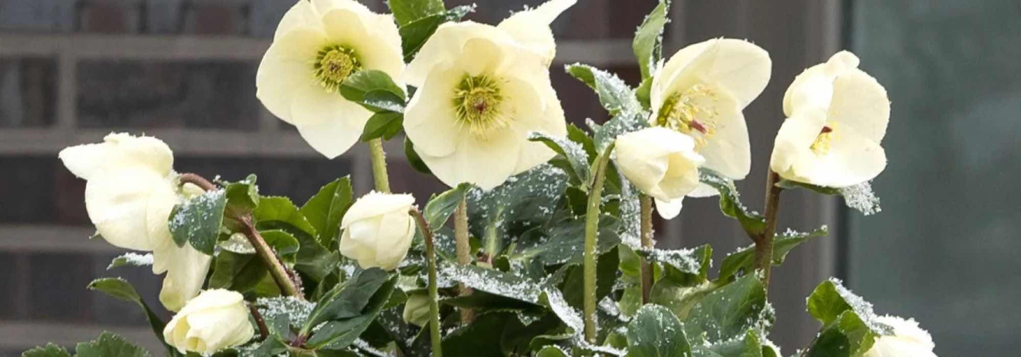 Gelbe Christrosen für einen hellen Winter!