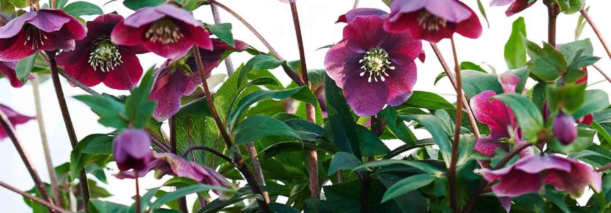 Purpurblühende Christrosen für Farbe im Winter