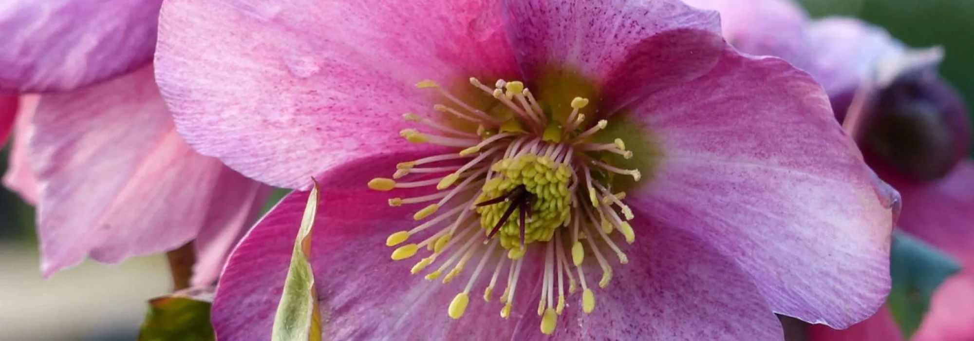 Für einen farbenfrohen Winter: Christrosen mit rosa Blüten!