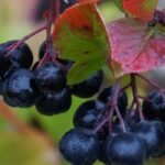 Krankheiten und Parasiten der Apfelbeere