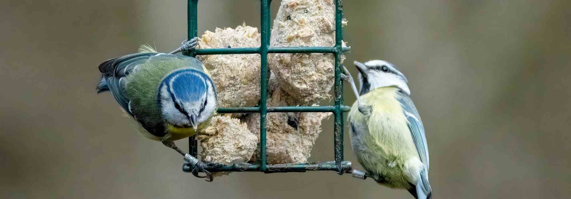 Pflanzen für Gartenvögel anpflanzen