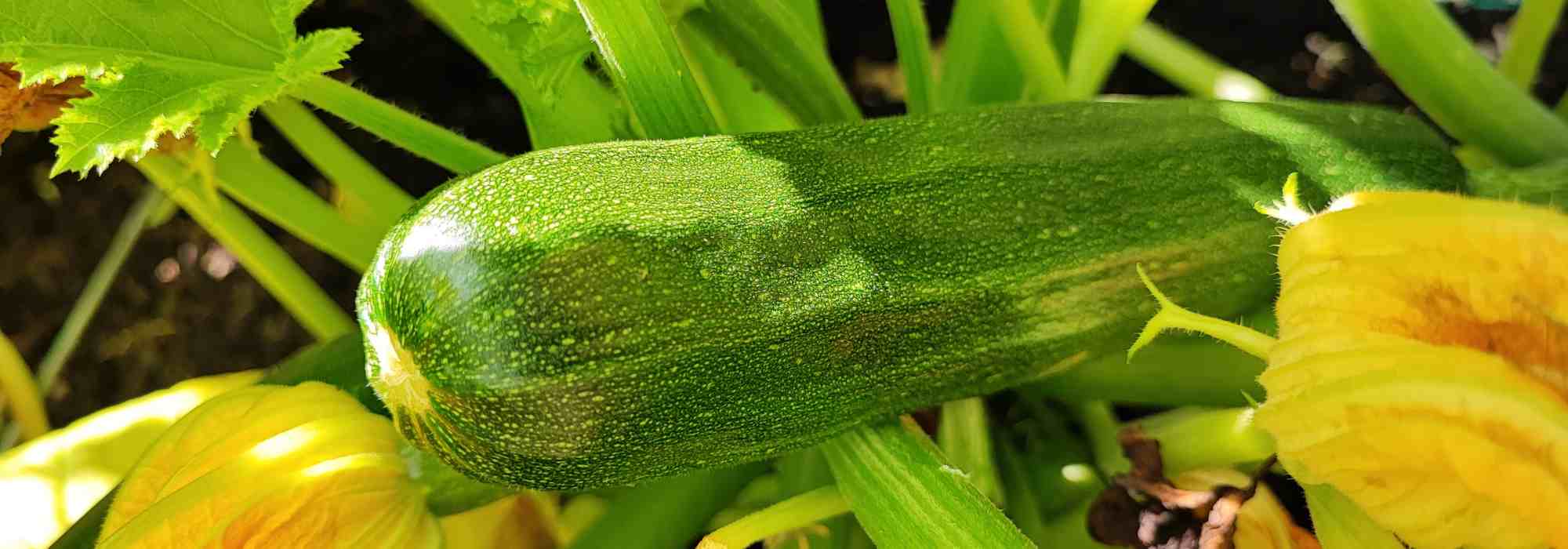 Pflegeleichtes Gemüse für ertragreichen Nutzgarten