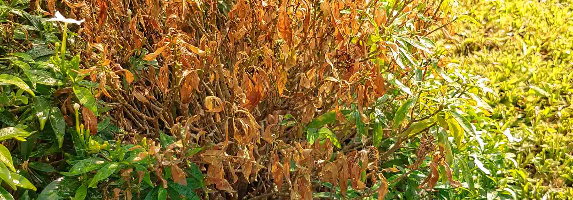 Nichts wächst im Garten: Warum?