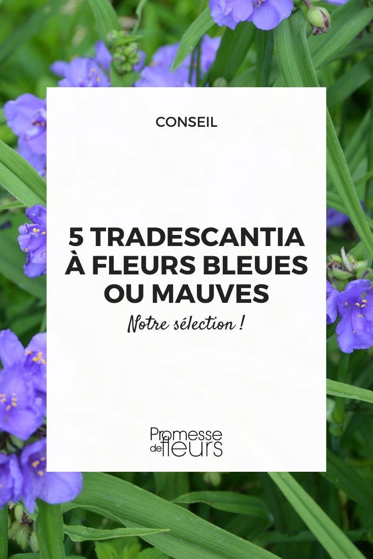 Tradeskantie