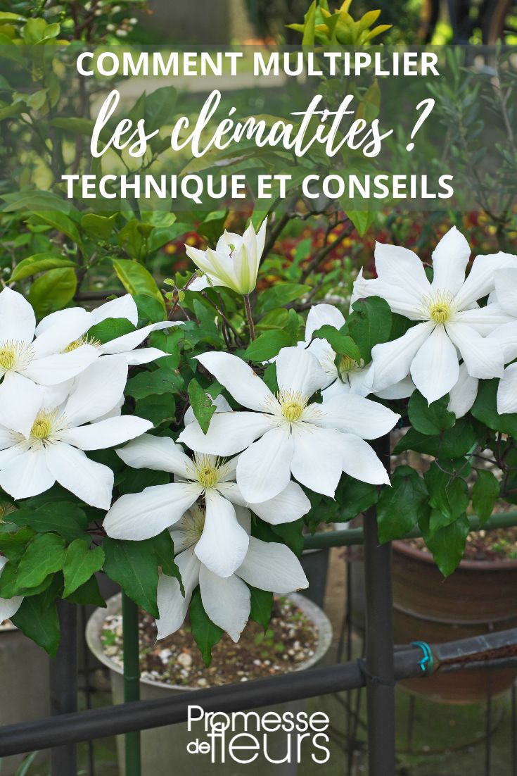 Vermehrung von Clematis