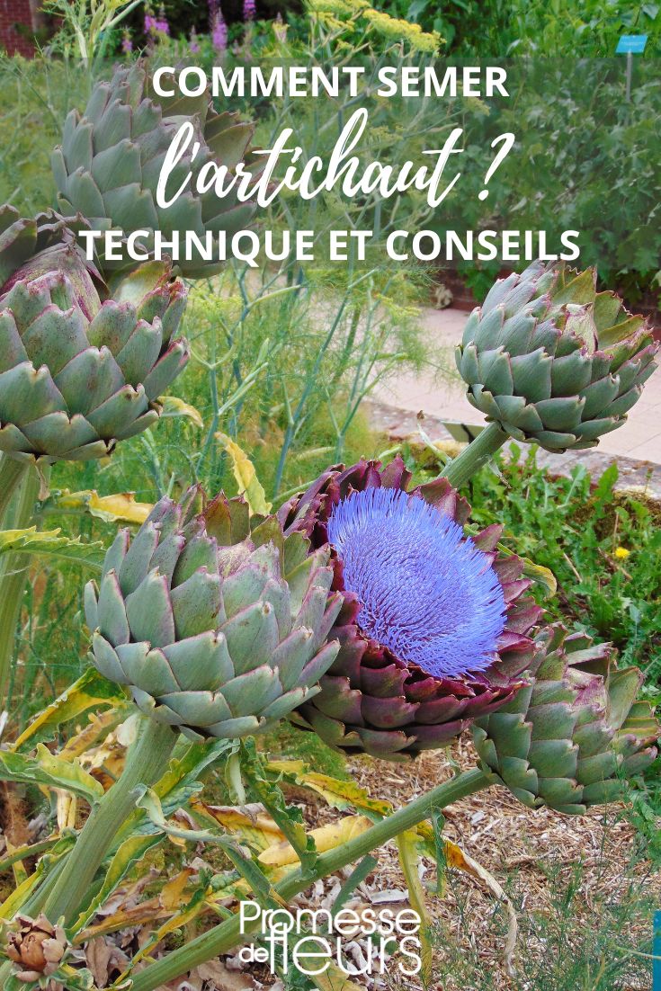 Aussaat von Artischocken im Garten