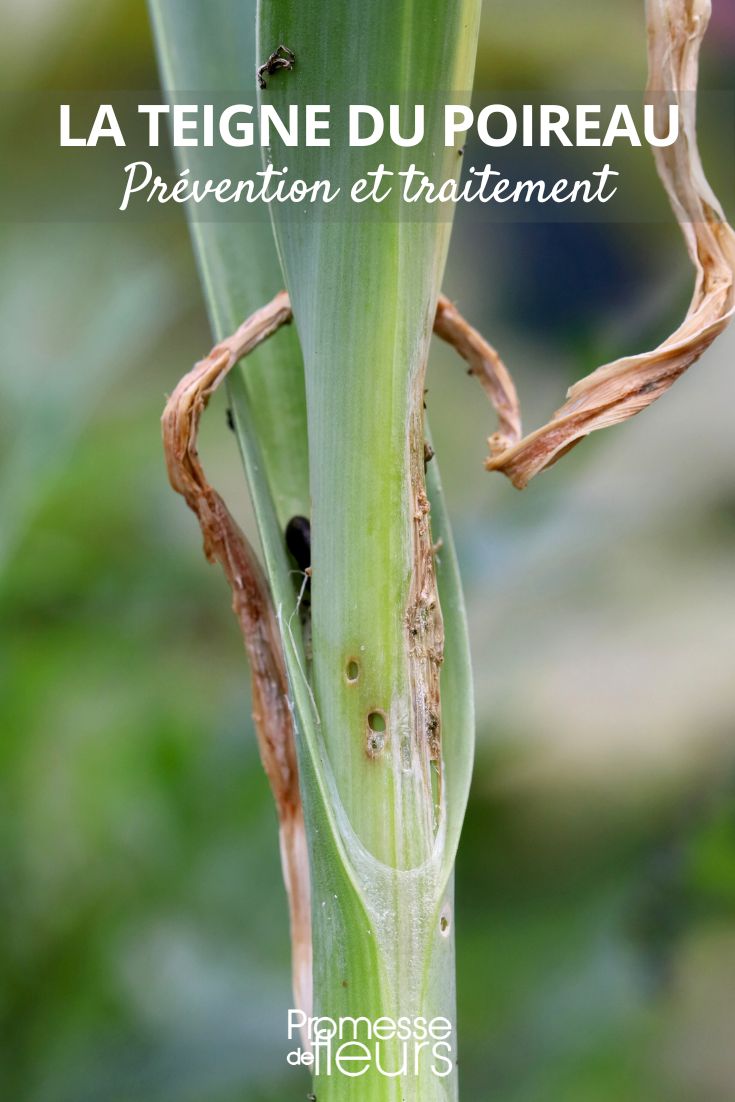 Pflege von Lauch/Porree

Lauch (Allium porrum), auch Porree genannt, ist ein beliebtes Wintergemüse, das mit der richtigen Pflege gut gedeiht. Hier die wichtigsten Pflegetipps:

1. Standort:
- Sonniger bis halbschattiger Platz
- Nährstoffreicher, lockerer Boden

2. Gießen:
- Regelmäßig wässern, besonders in Trockenperioden
- Boden gleichmäßig feucht halten
- Staunässe vermeiden

3. Düngen:
- Vor dem Pflanzen Kompost einarbeiten
- Während der Wachstumsphase mit Brennnesseljauche oder Gemüsedünger versorgen

4. Häufeln:
- Mehrmals während der Wachstumsphase Erde anhäufeln
- Fördert lange, weiße Schäfte

5. Schädlingsbekämpfung:
- Gegen Lauchmotte mit Kulturschutznetzen schützen
- Mischkultur mit Möhren oder Sellerie empfohlen

6. Ernte:
- Je nach Sorte von Sommer bis Winter
- Mit Grabegabel vorsichtig aus der Erde heben

Tipp: Entfernen Sie regelmäßig Unkraut und lockern Sie den Boden leicht auf, damit die Pflanzen gut wachsen können.