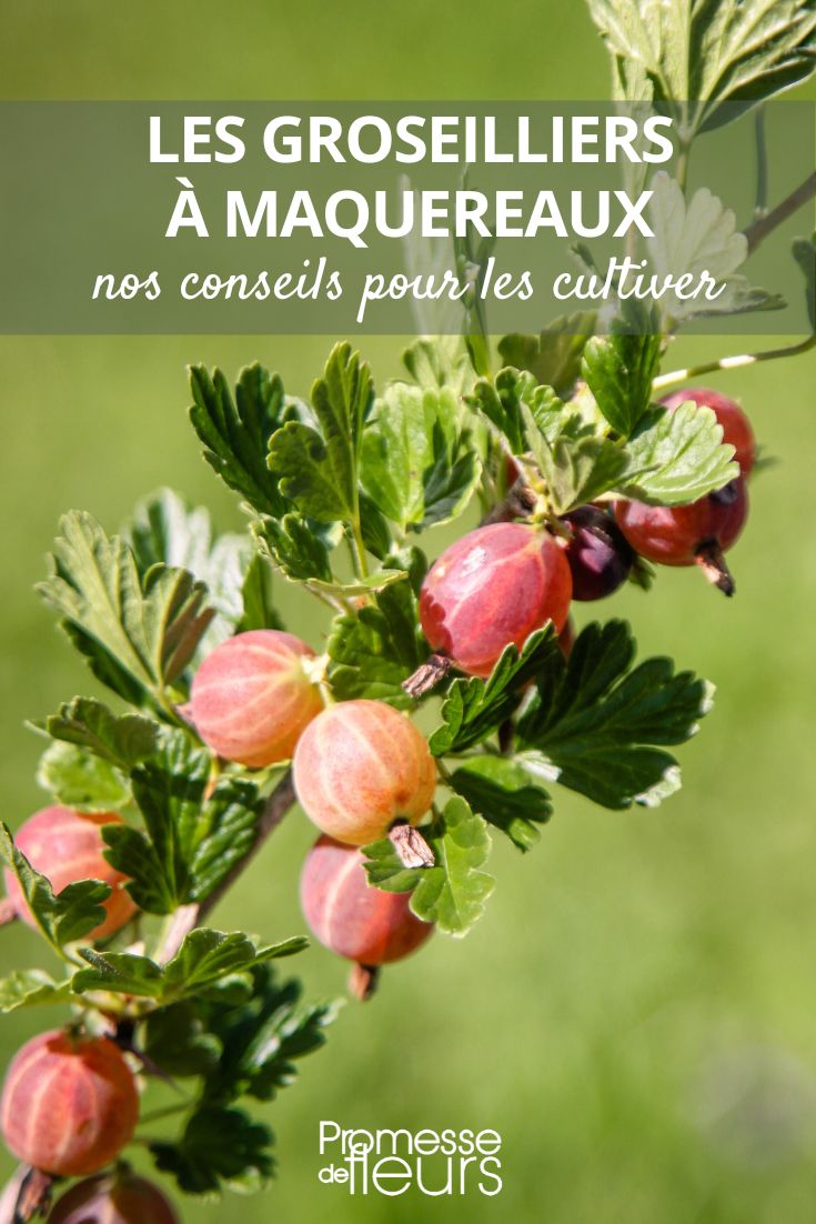 Stachelbeeren