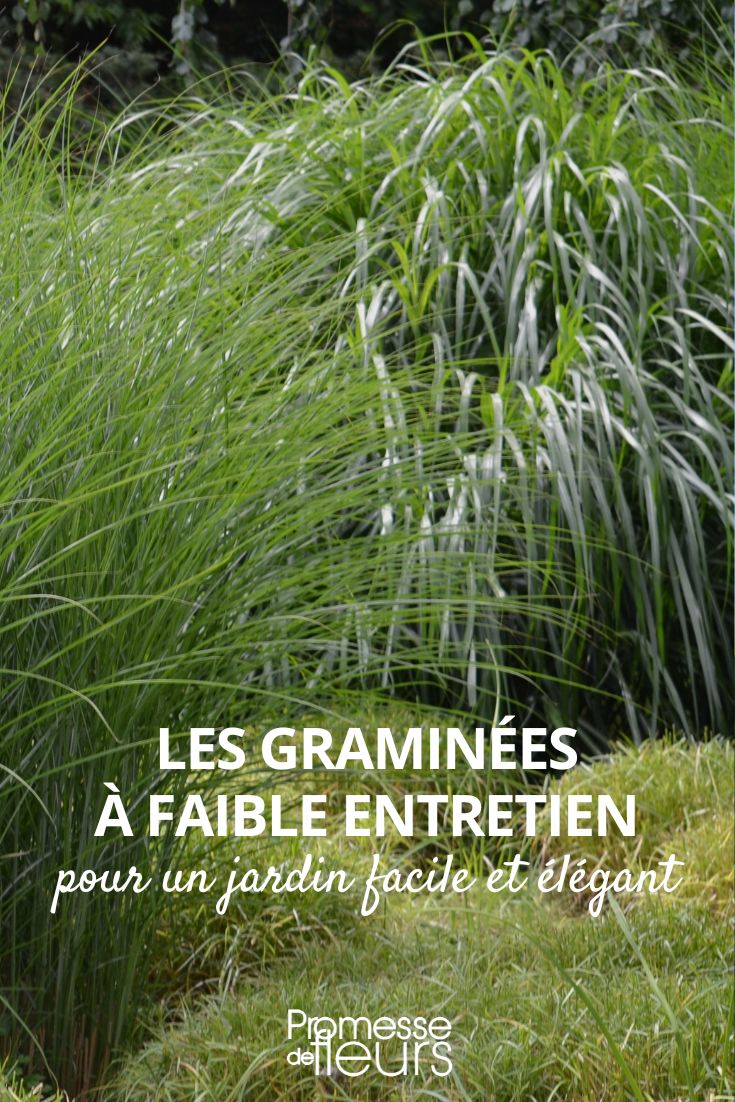 Miscanthus sinensis ‚Gracillimus‘