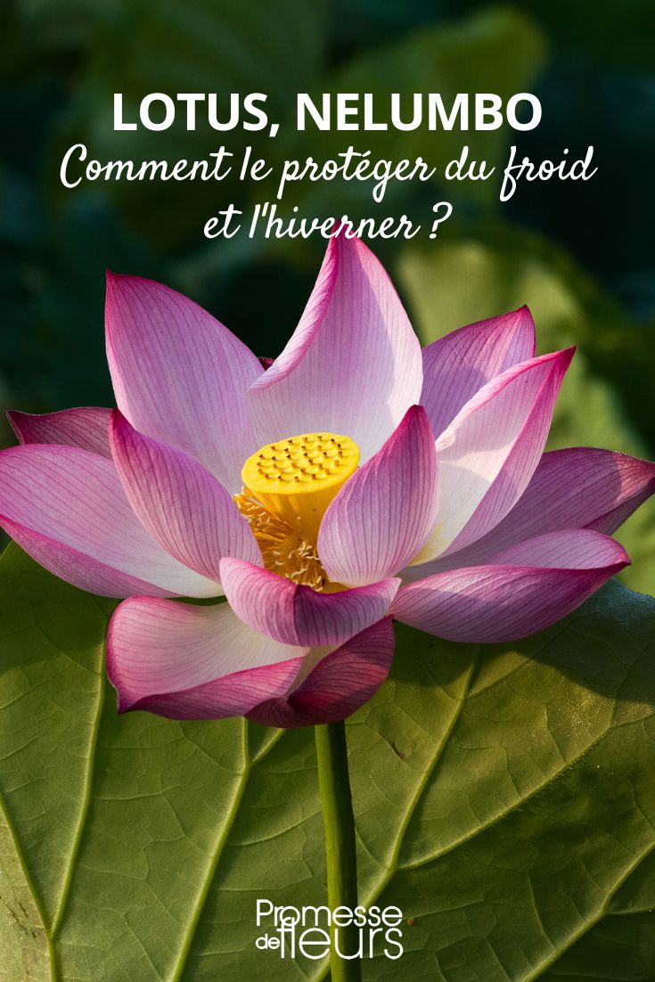 Den Lotus überwintern