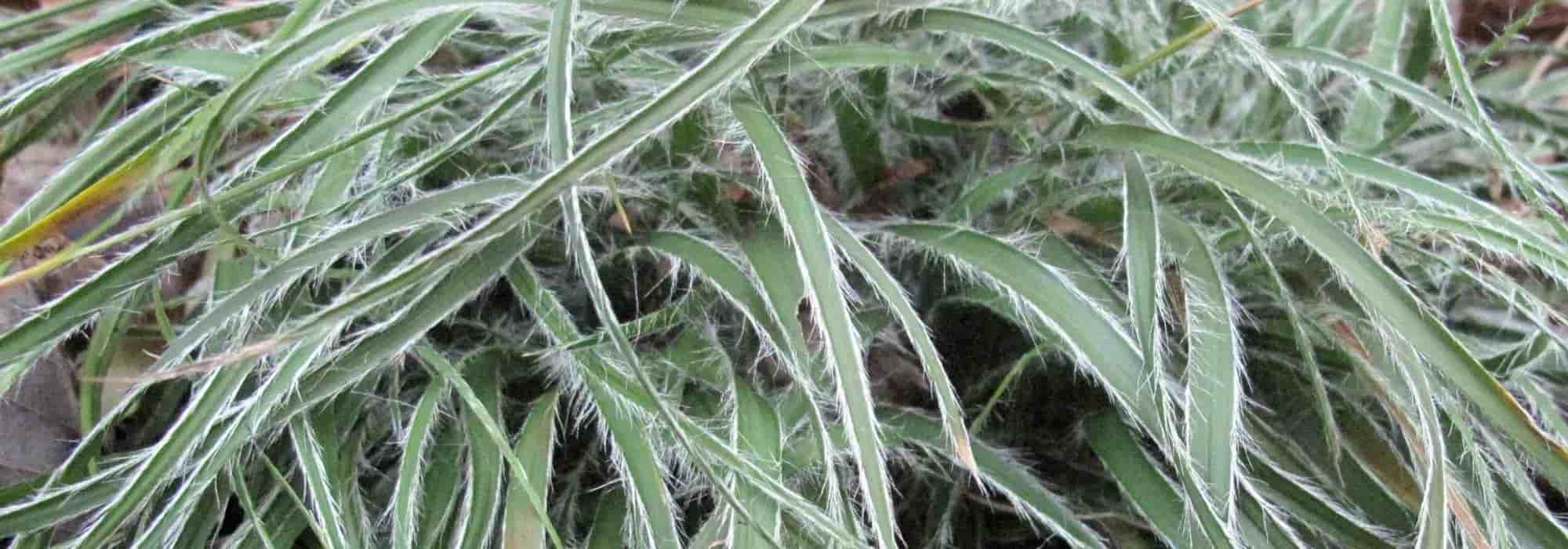 Bodendeckergräser: schöner, pflegeleichter Garten