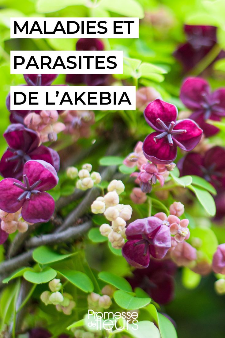 # Die Akebie pflegen

## Einführung in die Akebie
Die Akebie (Akebia quinata), auch bekannt als "Schokoladenwein", ist eine faszinierende Kletterpflanze mit exotischem Charme. Ihre ungewöhnlichen schokoladenfarbenen Blüten und fingerförmigen Blätter machen sie zu einer besonderen Bereicherung für jeden Garten.

## Standort und Boden
- **Idealer Standort**: Halbschatten bis volle Sonne
- **Bodenansprüche**: 
  - Durchlässiger, humusreicher Boden
  - Leicht saurer bis neutraler pH-Wert
  - Verträgt keine Staunässe

## Pflanzung
1. **Pflanzzeit**: Frühjahr oder Herbst
2. **Pflanzloch**: Doppelt so groß wie der Wurzelballen
3. **Abstand**: Mindestens 1-2 Meter zu anderen Pflanzen
4. **Kletterhilfe**: Rankgitter oder Pergola bereitstellen

## Pflege
### Bewässerung
- Regelmäßig gießen, besonders im ersten Jahr
- Boden zwischen den Wassergaben leicht antrocknen lassen
- Im Winter weniger gießen

### Düngung
- Im Frühjahr mit Kompost oder organischem Dünger versorgen
- Eventuell im Sommer nachdüngen

### Schnitt
- **Frühjahrsschnitt**: Schwache Triebe entfernen
- **Formschnitt**: Nach der Blüte möglich
- **Verjüngungsschnitt**: Bei Bedarf radikaler Rückschnitt

## Überwinterung
- In milden Regionen winterhart
- Junge Pflanzen mit Laub oder Vlies schützen
- Kübelpflanzen frostfrei überwintern

## Vermehrung
- **Stecklinge**: Im Sommer
- **Absenker**: Im Frühjahr
- **Aussaat**: Frische Samen im Herbst

## Krankheiten und Schädlinge
- Selten von Krankheiten befallen
- Gelegentlich Blattläuse
- Vorbeugend auf gute Luftzirkulation achten

## Verwendung im Garten
- Begrünung von Zäunen, Pergolen und Mauern
- Exotischer Blickfang
- Duftende Blütenpracht im Frühjahr

## Besonderheiten
- Schnellwüchsig (bis zu 5-10 m pro Jahr)
- Essbare Früchte (in warmen Sommern)
- Wintergrün in milden Wintern

Mit der richtigen Pflege wird Ihre Akebie zu einem beeindruckenden Highlight in Ihrem Garten!
