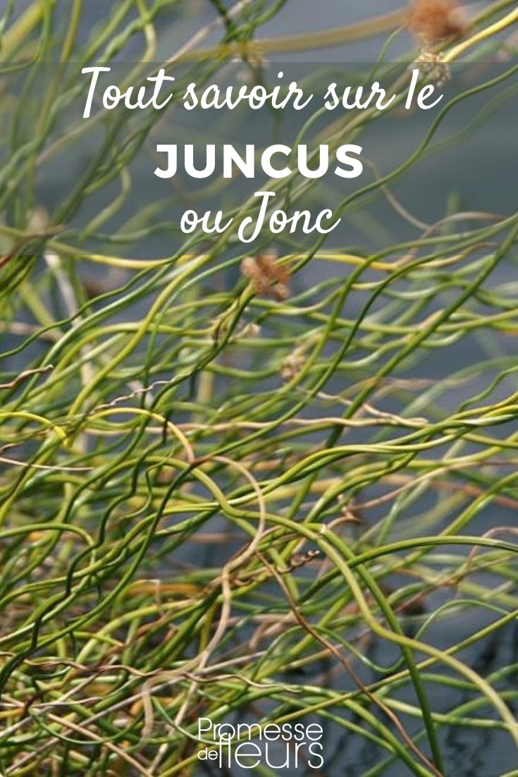 Juncus - Binsen: Pflanzung und Pflege Binse