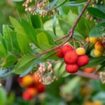 Warum trägt mein Westlicher Erdbeerbaum keine Früchte?