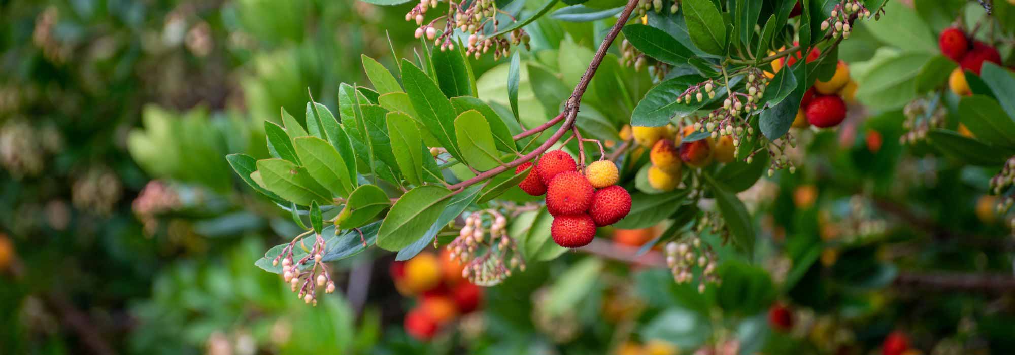 Warum trägt mein Westlicher Erdbeerbaum keine Früchte?