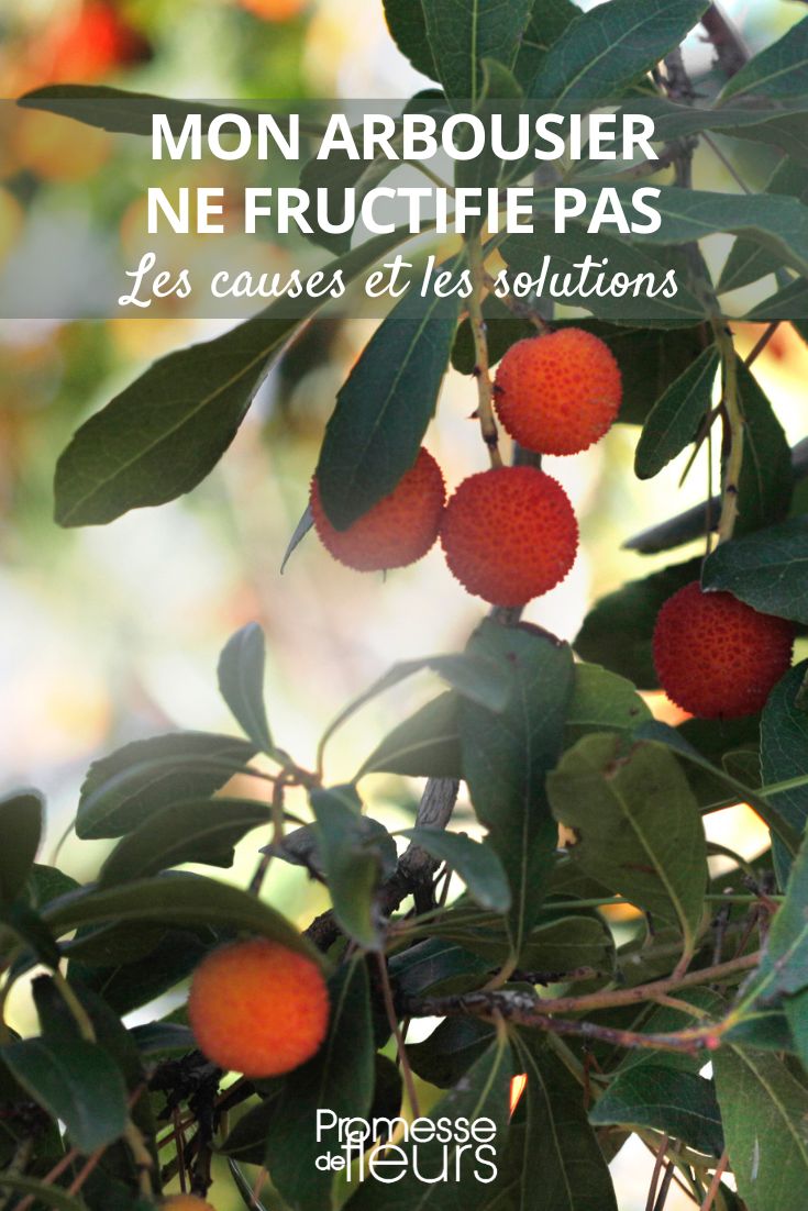 Erdbeerbaum trägt keine Früchte