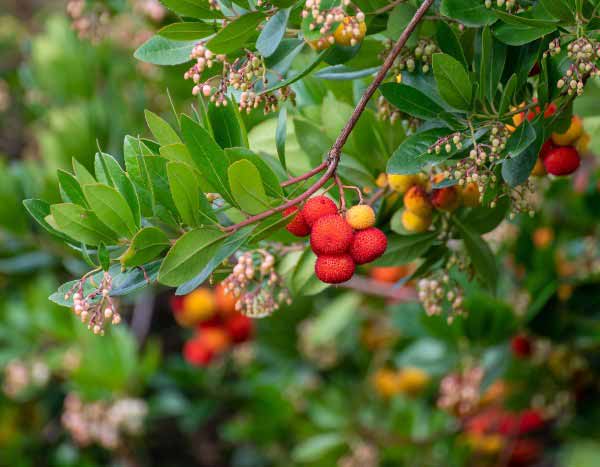 Westlicher Erdbeerbaum: Früchte ernten und in der Küche verwenden?