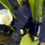 **Wasser-Aloe - Stratiotes aloides: Pflanzen und Pflegen**