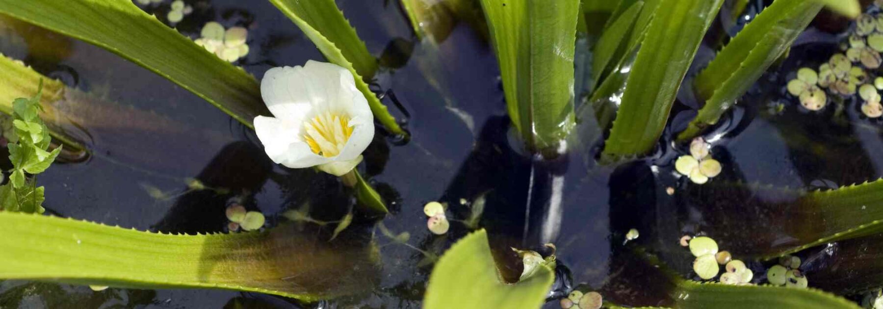 Wasser-Aloe - Stratiotes aloides: Pflanzen und Pflegen