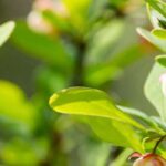 6 Berberitzen mit grünem Laub: robuste und dekorative Sträucher für alle Jahreszeiten