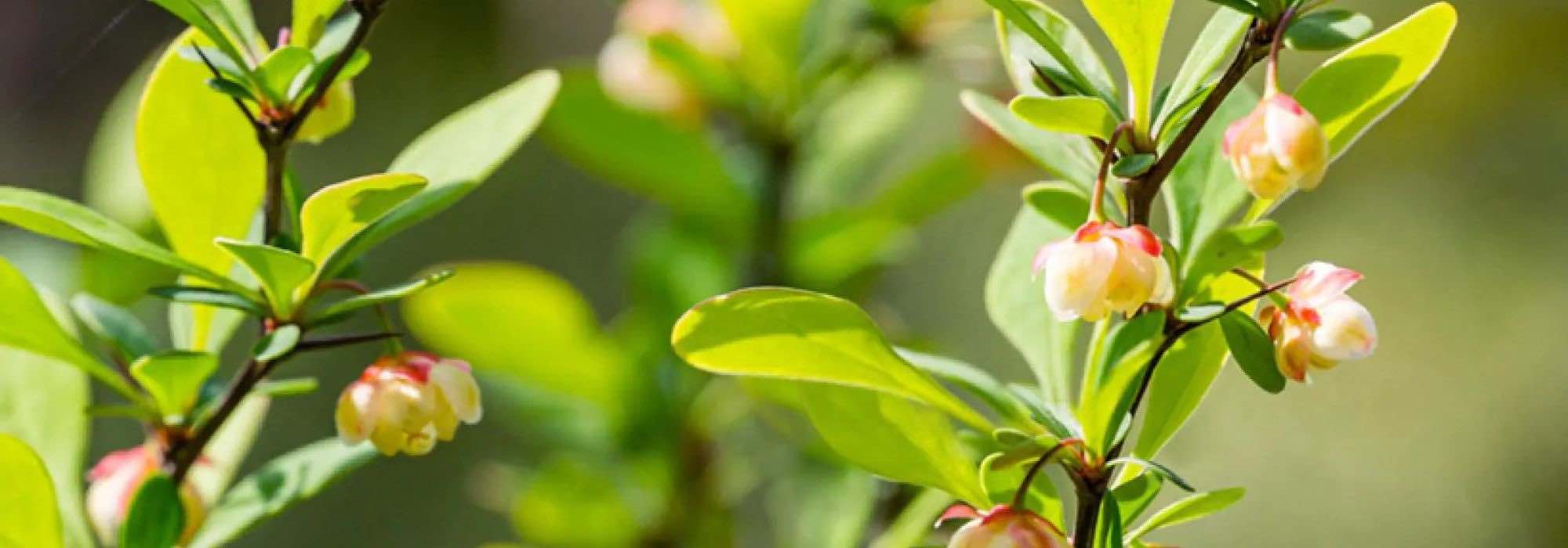 6 Berberitzen mit grünem Laub: robuste und dekorative Sträucher für alle Jahreszeiten