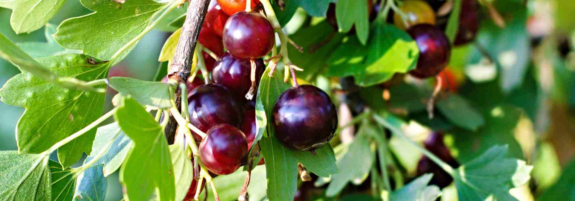 Jostabeeren anbauen: Kreuzung aus Schwarzer Johannisbeere und Stachelbeere