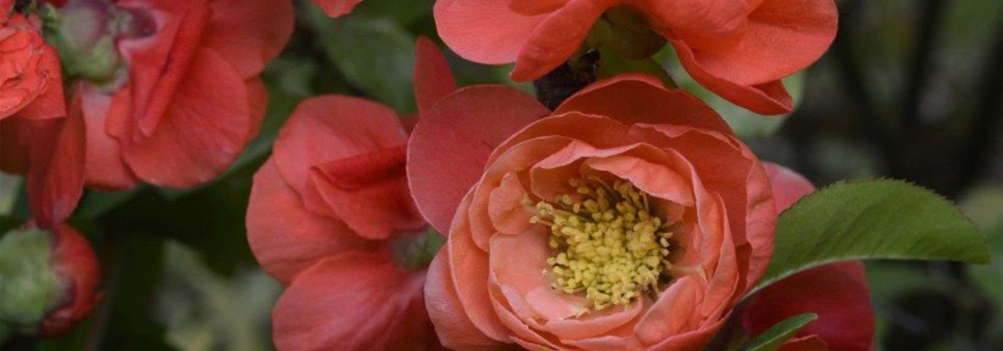 Orange blühende Zierquitte: Farbe im Spätwinter