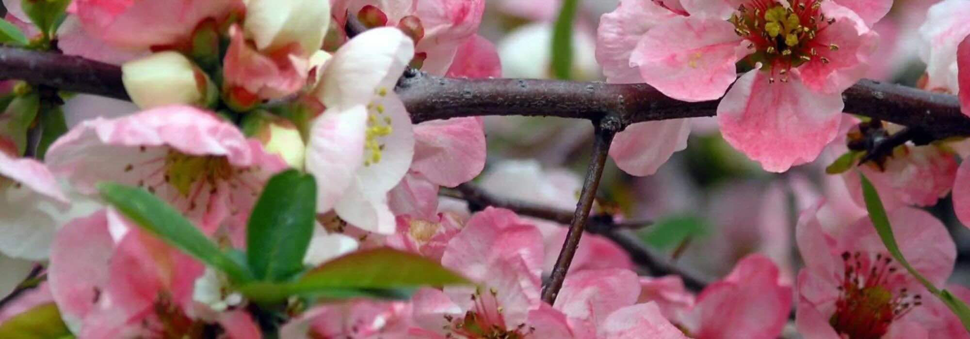 Rosa Zierquitte: Frühling im Garten