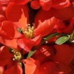 Rot blühende Zierquitten: Farbtupfer im Winter
