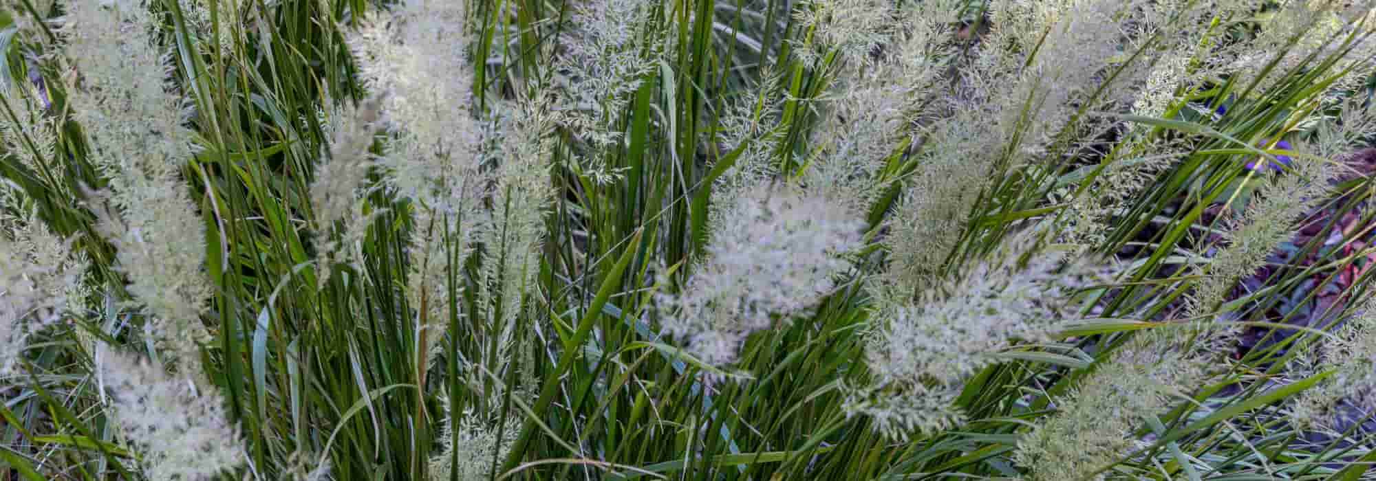 Pflegeleichte Gräser: Garten ohne Aufwand