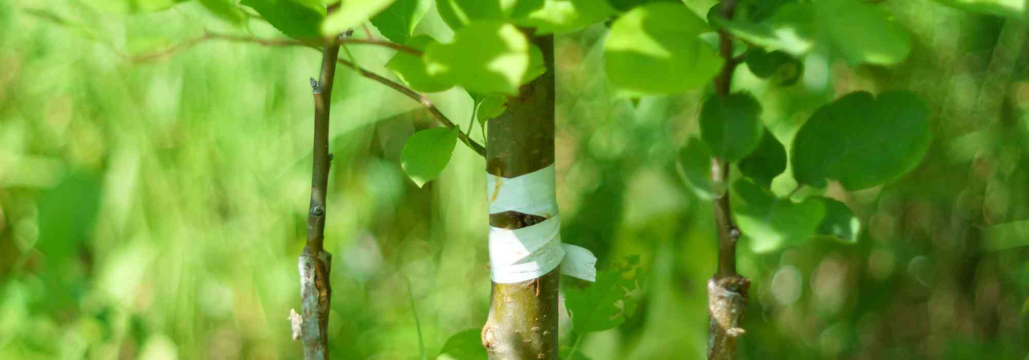 Pfropfen mit ruhendem Auge: Warum und wie?
