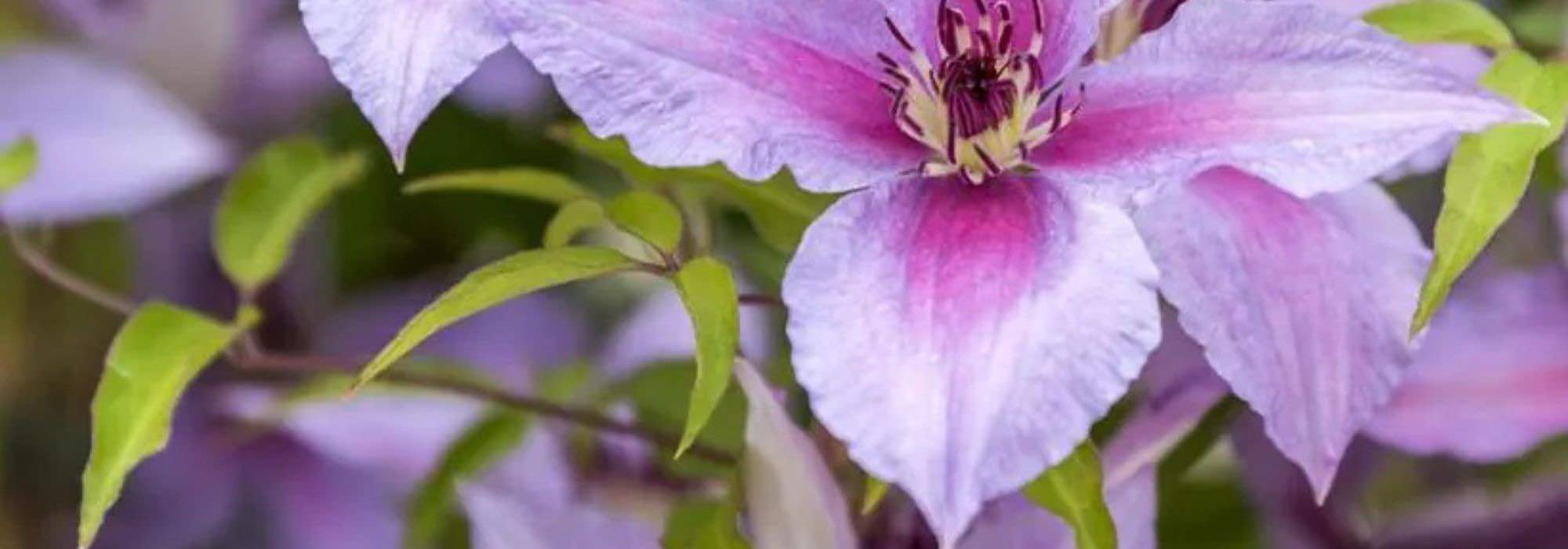 Kletterpflanzen mit violetten Blüten für den Garten