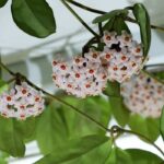 Porzellanblume: Pflege zu jeder Jahreszeit