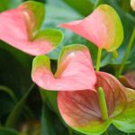 Flamingoblume vermehren: einfach erklärt?