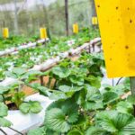 Farbtafeln: Garten ohne Schädlinge?
