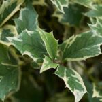 5 panaschierte Stechpalmen für mehr Licht im Garten
