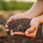 Gemüsegarten auf Lehmboden: Tipps & Tricks