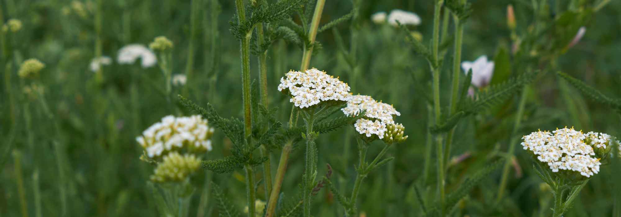 Grüne Garben: Verwendung und Vorteile im Garten?