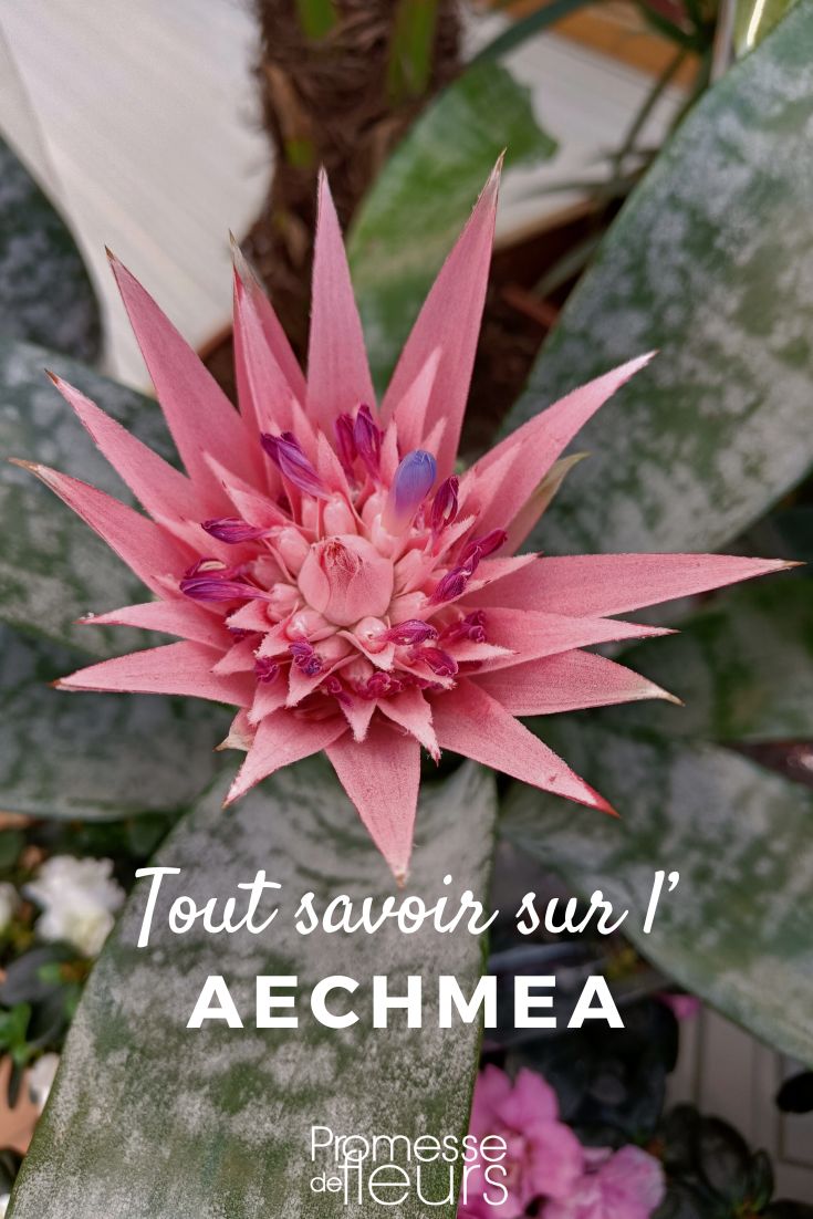 Die rosa Blüte der Aechmea