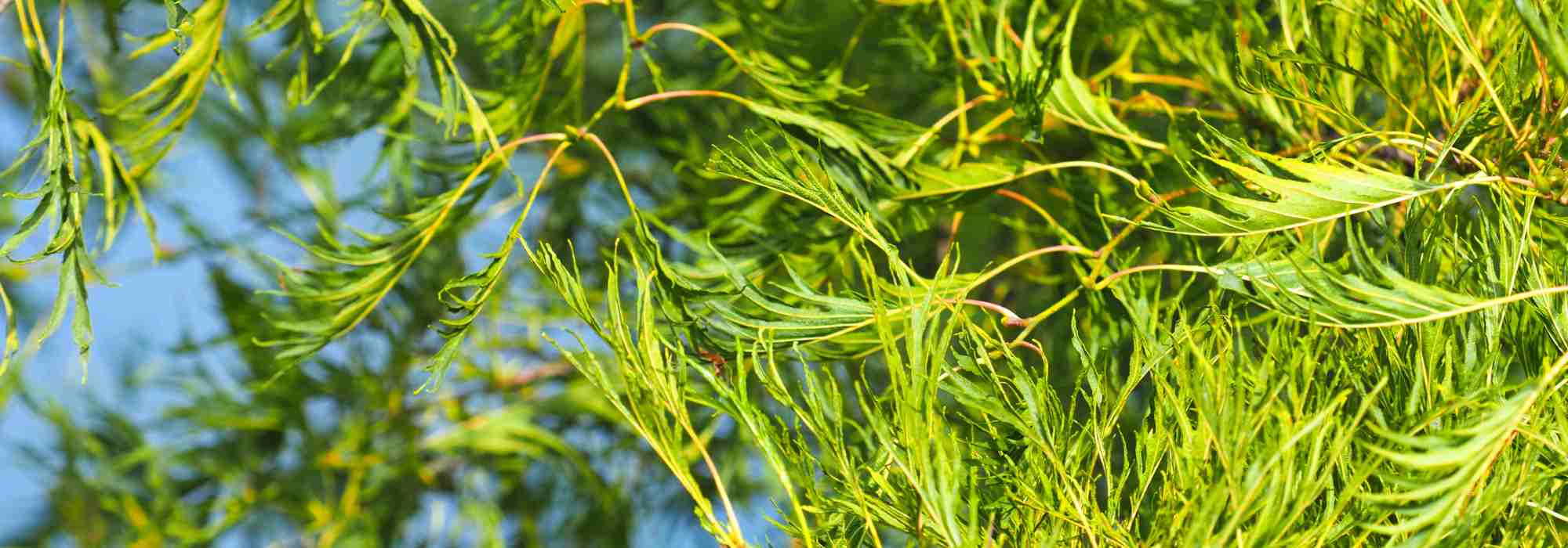 Schwarz-Erle 'Imperialis': elegant wachsender Kleinbaum